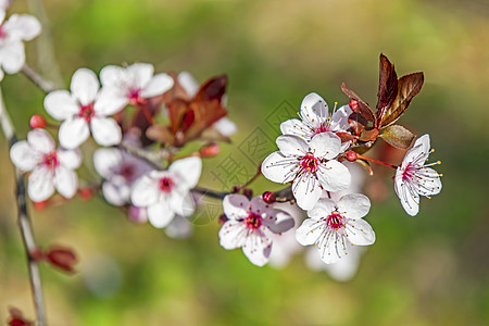 天然树枝上的春花季节饮食绘画花园叶子李子水果团体营养植物图片