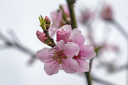 天然树枝上的春花李子植物季节宏观叶子绘画花园营养食物水果图片