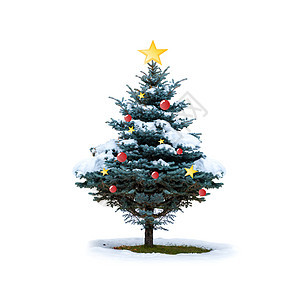 隔绝的圣诞松树和雪季节礼物插图星星庆典植物假期装饰品新年植物学图片