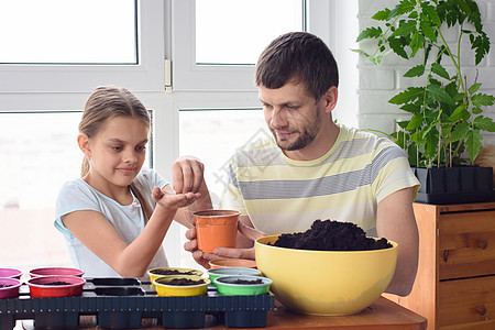 父亲和女儿在家中 在土锅里种种子图片