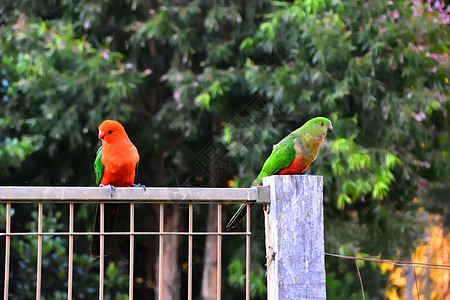 两只大鹦鹉在篱笆上调情红色肩胛肌木头野生动物动物绿色国王女性羽毛热带图片