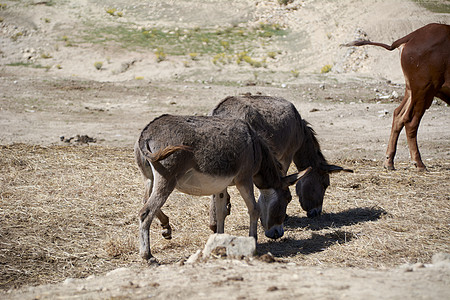驴子们在大干河边吃东西图片