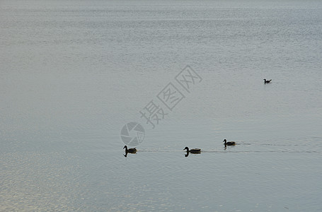 日落前湖上鸭子的家庭图片