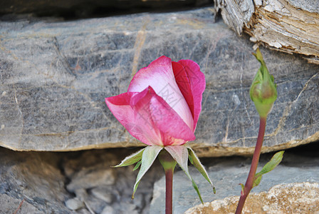 春天叶子的绿色背景上的粉红色花朵花瓣宏观灵魂植物紫色花束岩石花园婚礼传统图片