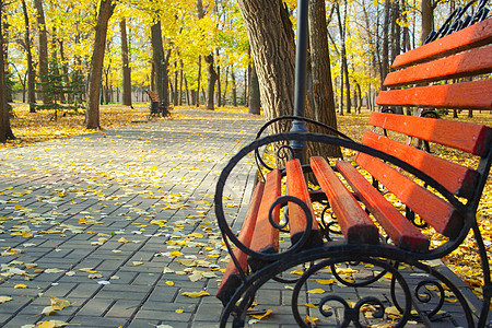 公园中的法官人数场景座位长椅叶子树木季节城市橙子阳光花园图片