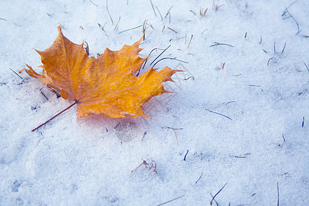 雪上青叶季节橙子地面墙纸树叶天气白色公园红色季节性图片