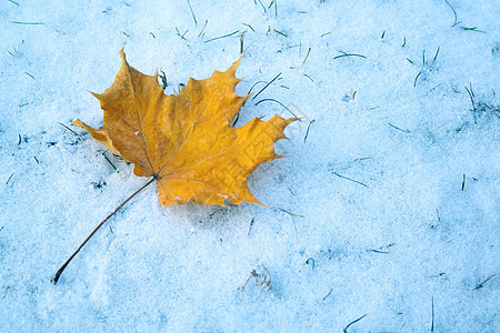 雪上青叶季节性白色水晶植物公园黄色墙纸天气环境树叶图片