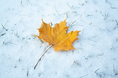 雪上青叶季节地面墙纸天气季节性水晶树叶橙子环境红色图片