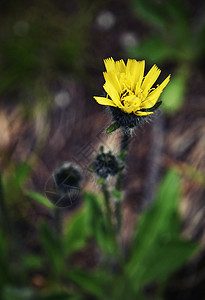 黑暗背景的黄色花朵图片