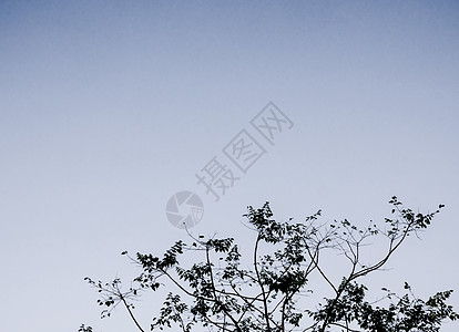 阴暗的一天 树木和苍白的天空的轮光背景图片