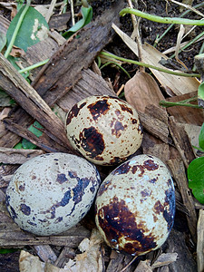 鹌鹑蛋的性质与自然背景 大自然中的鹌鹑最多只有三个蛋框架美食生活生态团体薏米农场蛋壳乡村早餐图片