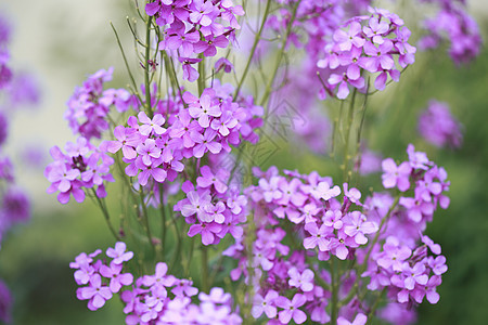 蓝色花瓣礼物叶子花园植物紫色绘画薰衣草植物群生日图片