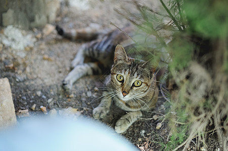 棕色猫在看镜头虎斑食肉短发老虎眼睛宠物捕食者尾巴野生动物小猫图片