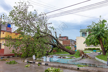 古巴圣克拉拉 2017 年 9 月 10 日 倒在地上的树木 飓风艾尔玛穿过古巴岛时造成的破坏图片