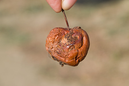 腐烂苹果 衰败苹果 被破坏的苹果农业植物苹果节食食物植物群树叶身体状况蔬菜图片