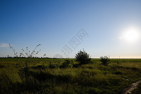 太阳对面的风景 小树和日落背景的田野图片