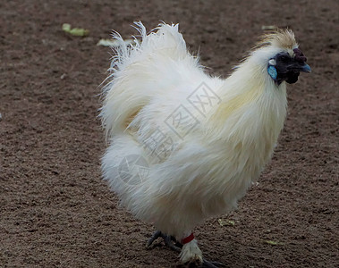 卡尔斯鲁厄动物园的丝绸鸡图片