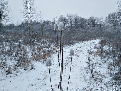 冬天的雪覆盖了卡琳图片