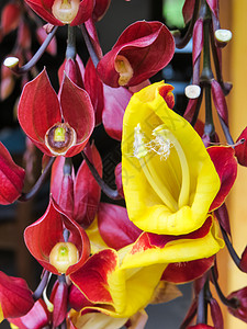 通贝里亚的神仙 美丽的黄色花朵 在近距离图片