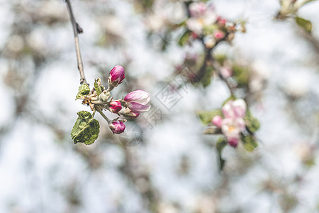 与粉红苹果树花朵一起的春季背景艺术图片