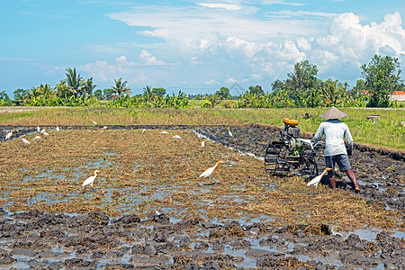2019年12月27日 巴厘岛工人耕种t图片