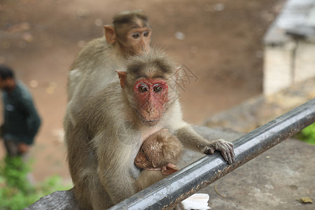 圣殿墙上的猴子房子力量电缆喜剧宝宝寺庙动物尾巴花园动物园图片