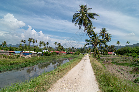 边城Balik Pulau农村道路的绿色景象图片