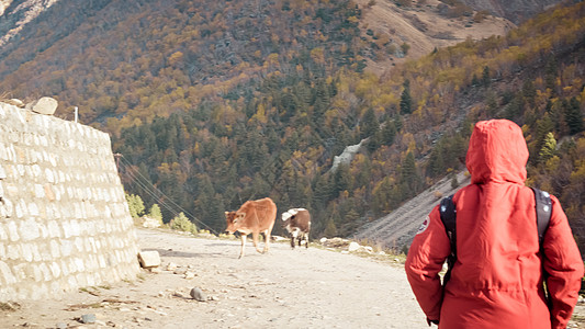 身穿红色夹克的后视成年女性独行旅客在公路旅行中独自行走在被森林和山脉环绕的土路上 夏季背景下的户外活动和生活方式 复制空间背包人图片