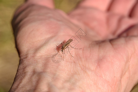 蚊子坐在一个人的手上图片