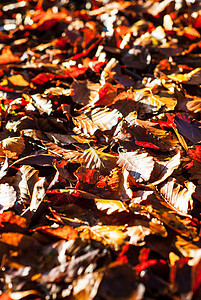 干燥的秋天山毛榉叶子躺在森林里的地上 被阳光照亮 秋季自然与老化概念 U植物季节红色公园树叶棕色地面季节性活力黄色图片