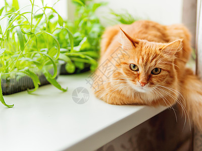 可爱的姜猫坐在花盆附近的窗边 上面有火箭沙拉 Basil和猫草 毛绒宠物正在好奇地盯着它看猫科动物窗台植物树叶绿色沙拉火箭猫咪情图片