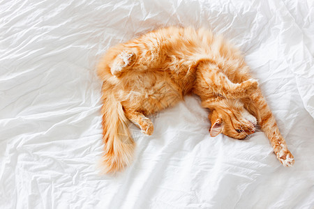 金吉儿猫躺在床上 便便舒适地安顿下来睡觉或玩耍 可爱的温馨背景 在家早睡宠物就寝时间拥抱毛皮动物情绪活力定居小猫图片