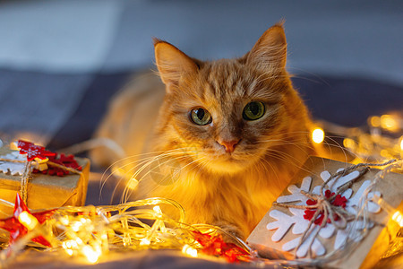 床上躺着可爱的姜猫 上面有闪亮灯泡和新年礼物 写在手工艺品纸上日光胡须毛皮猫咪宠物哺乳动物照明白色小猫雪花图片