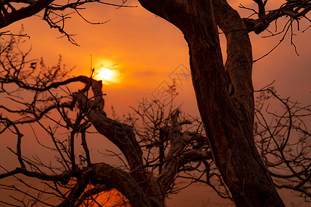 美丽的剪影光秃秃的树和夕阳的天空 浪漫的场景季节橙子旅行太阳分支机构假期阳光自由木头图片