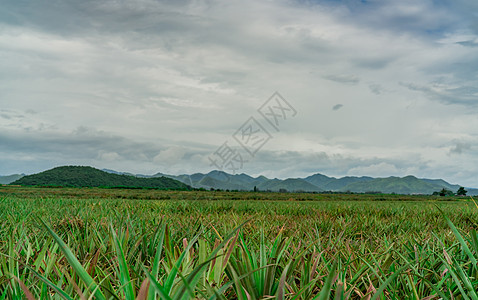 菠萝种植园 菠萝园和山庄的风景园艺生长农业花园土地场地栽培食物热带水果图片