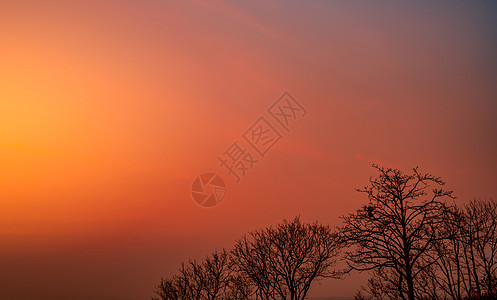 美丽的剪影光秃秃的树和夕阳的天空 浪漫的木头场景天堂热带旅行森林太阳阳光橙子假期背景图片