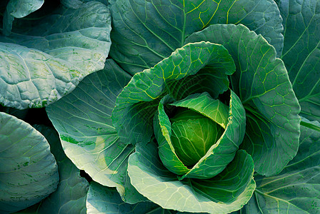 菜园里的卷心菜甘蓝 绿叶蔬菜图片