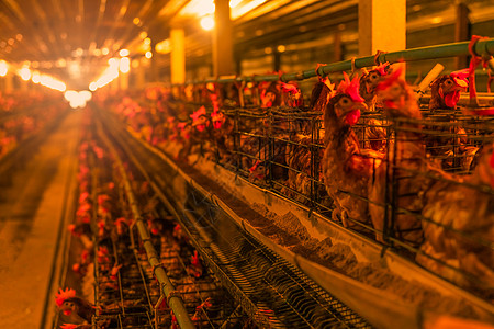 鸡养鸡场 在电池笼里放鸡蛋流感家禽庇护所食物工厂家畜电池饲料人行道母鸡图片