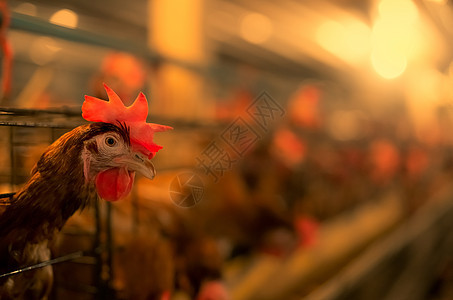 养鸡场 笼子里放蛋鸡 商业鸡鸡畜牧业家禽修剪生产动物杂交种农业植物母鸡鸟类图片