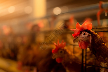 养鸡场 笼子里放蛋鸡 商业鸡鸡家畜电池家禽房子鸡舍流感福利庇护所图层农业图片
