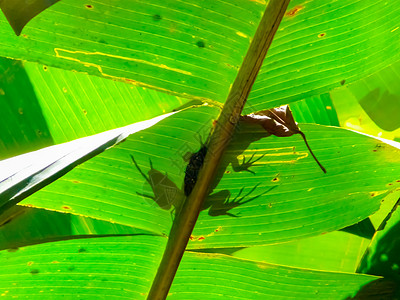 托尔图古盖罗国家公园公园海岸环境柠檬蛇怪雨林棕榈情调冒险生态图片