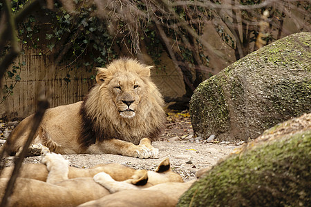 狮子在动物园休息和玩耍猎人眼睛幼兽鼻子猫科濒危食肉动物鬃毛捕食者图片