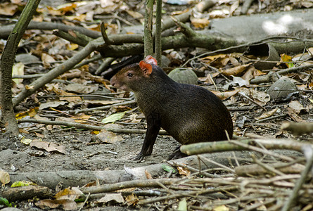 多巴哥荒野耳朵生物哺乳动物热带野生动物森林棕色图片