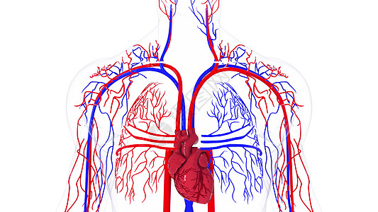 人体循环系统的旋转模型  3d 渲染血管 医学背景电脑生成静脉身体蓝色保健毛细血管船只动脉器官躯干流动图片