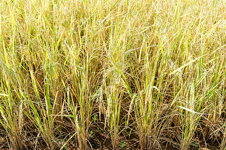 特写稻田大米厂农村草地农田植物群植物种子农场稻壳场地稻种图片