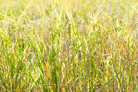 特写稻田大米厂草地稻种花园稻壳农村热带收成农田场地水稻图片