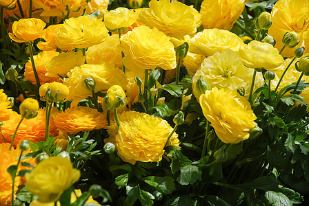 花朵 花朵和细细的花瓣被射中毛茛花束植物群纪念日植物学乐趣花园热情雏菊花店图片