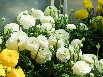 花朵 花朵和细细的花瓣被射中花束农业乐趣周年纪念日玫瑰植物学热情玉兰花店图片