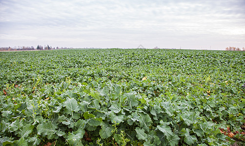 带有成熟的萝卜字段营养土壤收获花园晴天季节农村蔬菜农业种植园图片