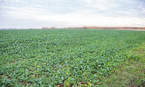 带有成熟的萝卜字段生长种植园收成食物农村农场生产土壤农田蔬菜图片